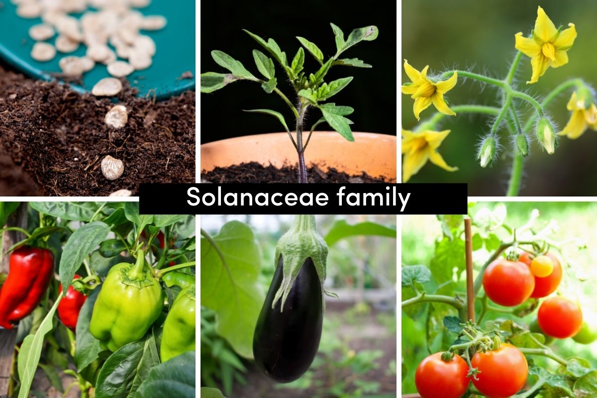 A Beginner's Guide to Vegetable Plant Families The Seed Collection